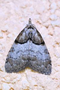 <i>Nola cucullatella</i>