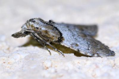 <i>Nola cucullatella</i>