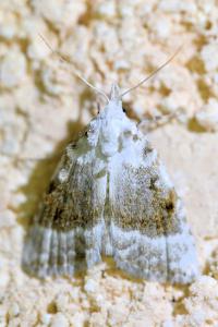 <i>Meganola albula</i>