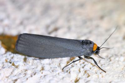<i>Atolmis rubricollis</i>