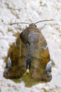 <i>Cosmia affinis</i>