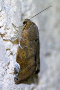 <i>Cosmia affinis</i>