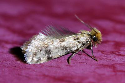 <i>Eumasia parietariella</i>