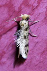 <i>Eumasia parietariella</i>
