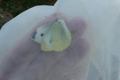 <i>Pieris rapae</i>