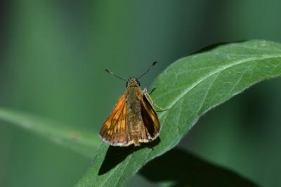 <i>Ochlodes sylvanus</i>