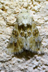 <i>Eremobia ochroleuca</i>
