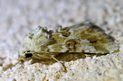 <i>Eremobia ochroleuca</i>