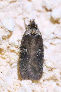 <i>Agonopterix purpurea</i>
