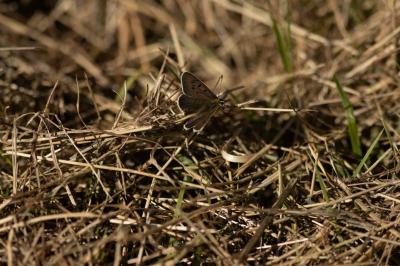 <i>Lycaena tityrus</i>