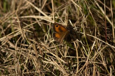 <i>Pyronia tithonus</i>