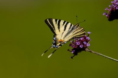 <i>Iphiclides podalirius</i>