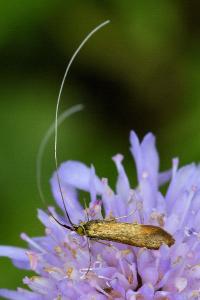 <i>Nemophora metallica</i>