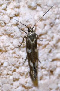<i>Scythris scopolella</i>