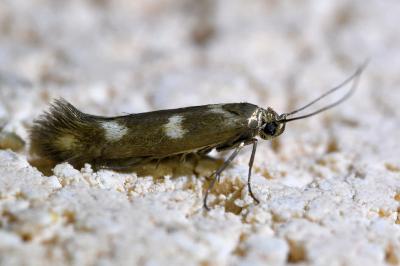 <i>Scythris scopolella</i>