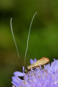 <i>Nemophora metallica</i>