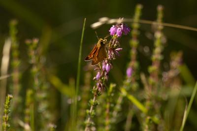 <i>Ochlodes sylvanus</i>