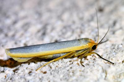 <i>Manulea complana</i>
