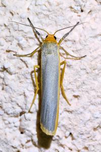 <i>Manulea complana</i>