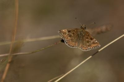 <i>Erynnis tages</i>
