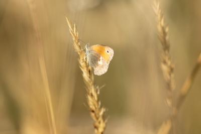 <i>Coenonympha pamphilus</i>