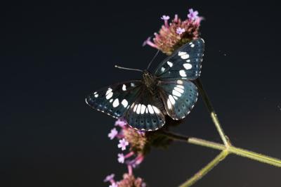 <i>Limenitis reducta</i>
