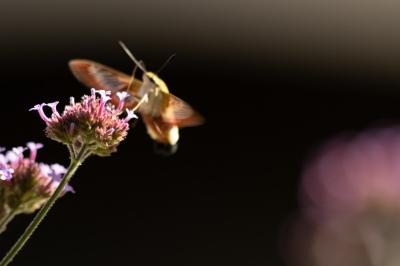 <i>Hemaris fuciformis</i>