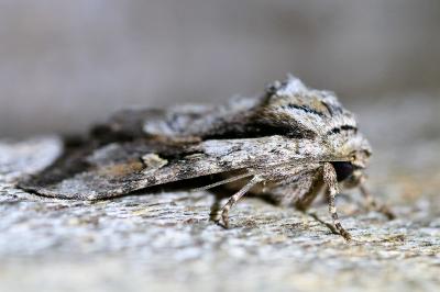 <i>Chloantha hyperici</i>