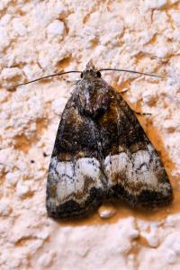 <i>Mesoligia furuncula</i>
