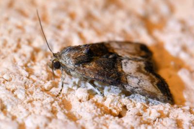 <i>Mesoligia furuncula</i>
