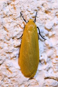 <i>Wittia sororcula</i>