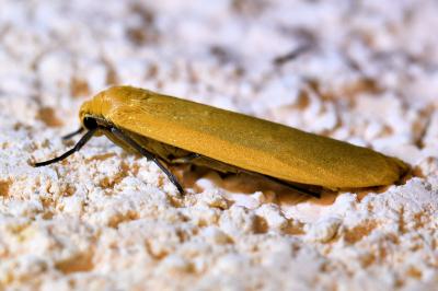 <i>Wittia sororcula</i>