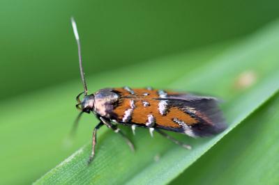 <i>Pancalia leuwenhoekella</i>