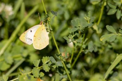 Colias crocea