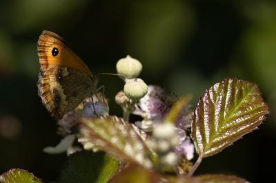 <i>Pyronia tithonus</i>