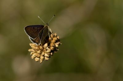 <i>Lycaena tityrus</i>