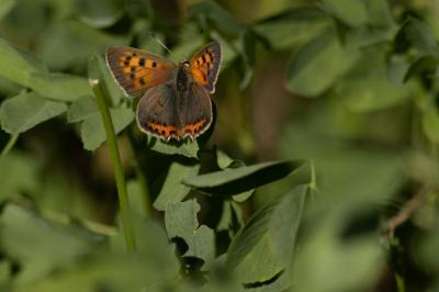 <i>Lycaena phlaeas</i>