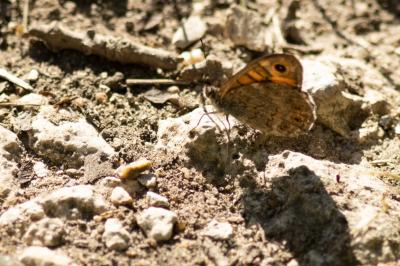 <i>Lasiommata megera</i>