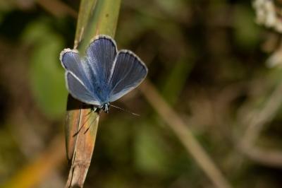 <i>Polyommatus icarus</i>