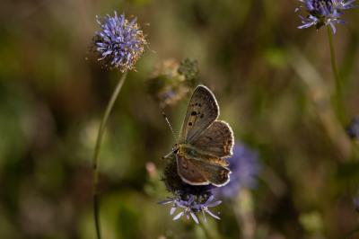 <i>Lycaena tityrus</i>
