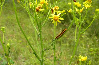<i>Tyria jacobaeae</i>