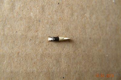 <i>Trichophaga tapetzella</i>
