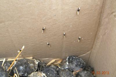 <i>Trichophaga tapetzella</i>