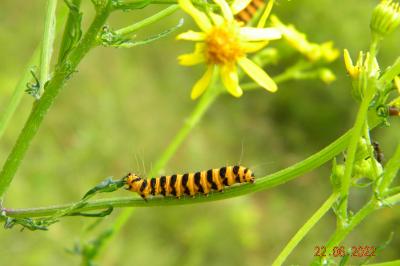 <i>Tyria jacobaeae</i>