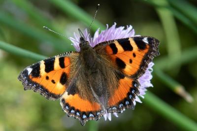 <i>Aglais urticae</i>