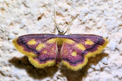 <i>Idaea muricata</i>