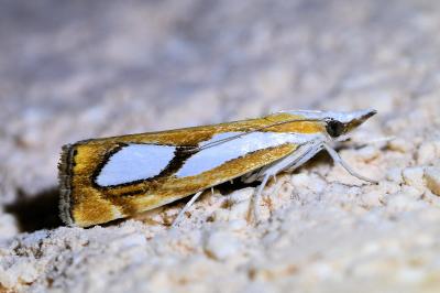 <i>Catoptria pinella</i>