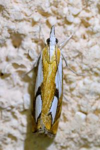 <i>Catoptria pinella</i>