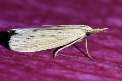 <i>Ematheudes punctella</i>