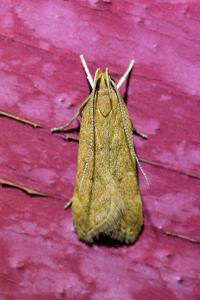 <i>Helcystogramma lutatella</i>
